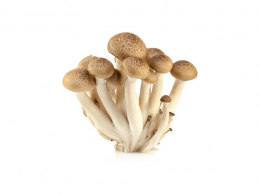 Shimeji houby - hnědé